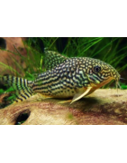 Corydoras