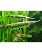 Predatori