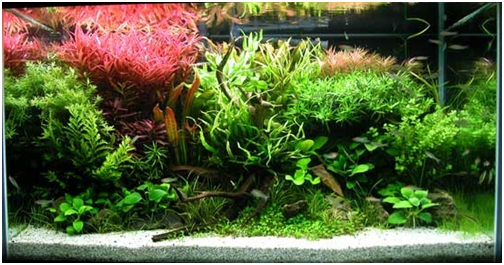 IL FONDO PER IL NOSTRO ACQUARIO